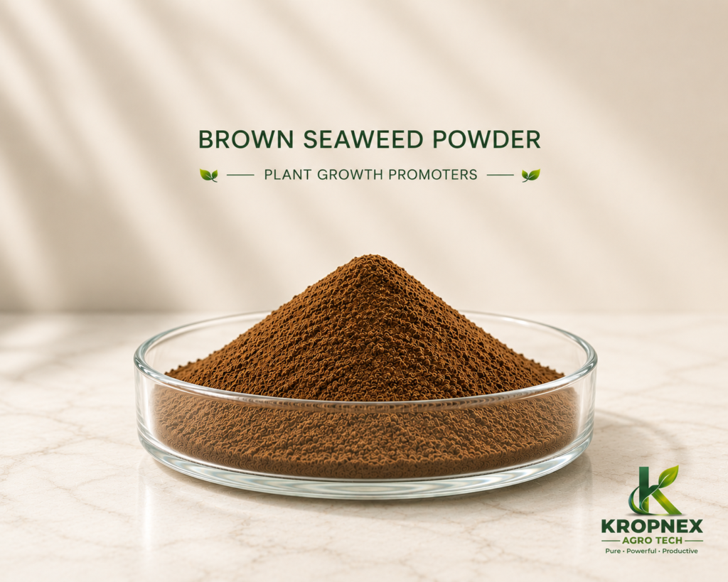 Brown Seaweed Powder V2 1024x819