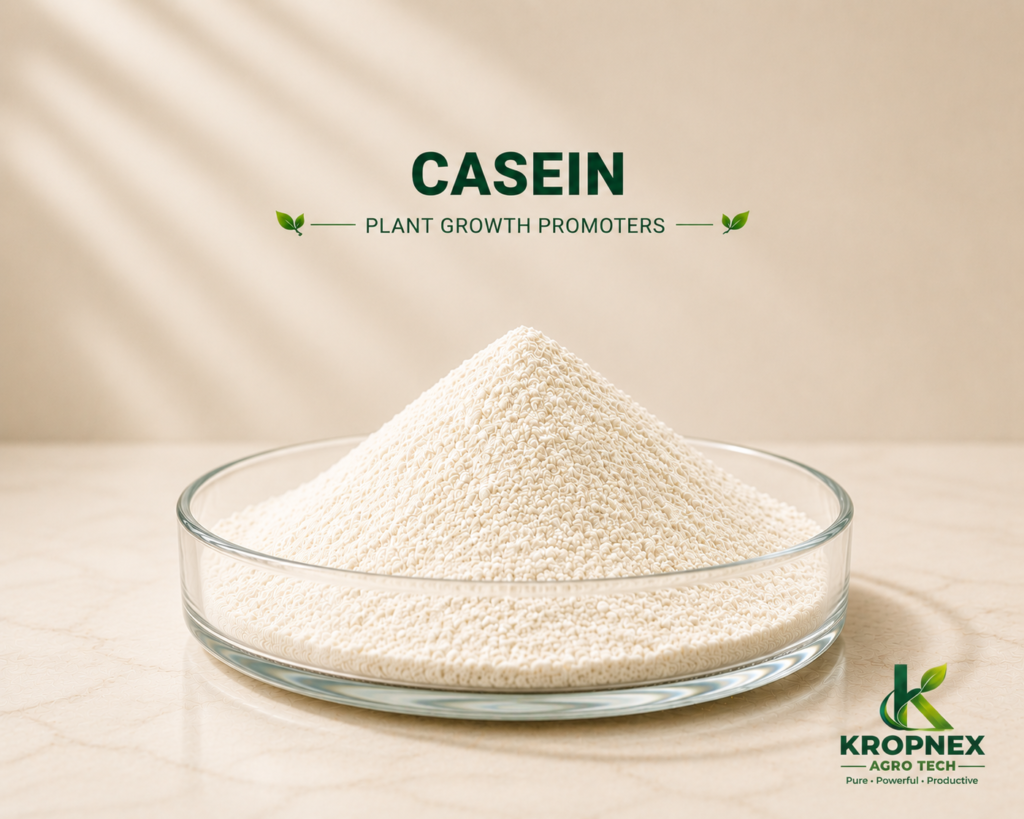 Casein V2 1024x819