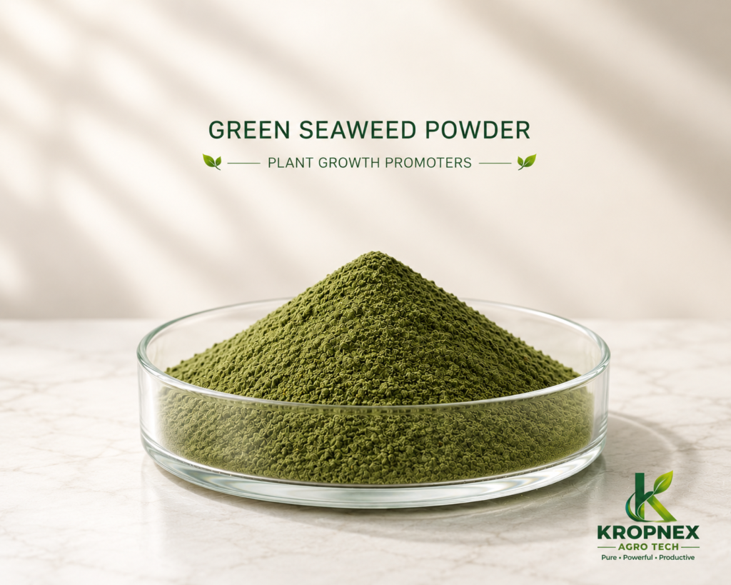 Green Seaweed Powder V2 1024x819