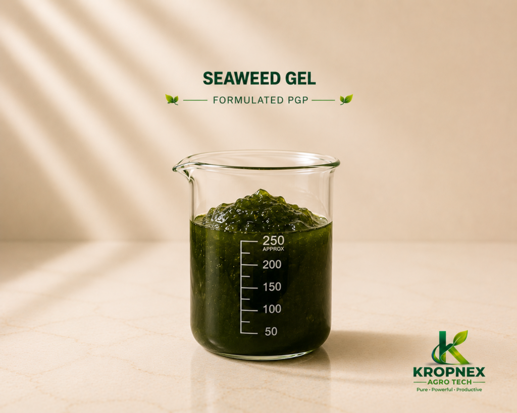Seaweed Gel 1024x819